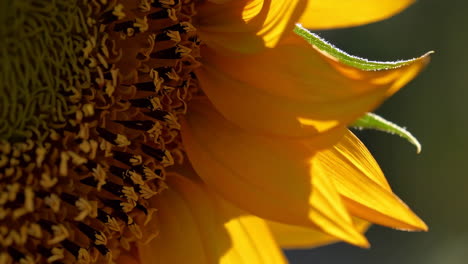 close-up of a sunflower in golden sunlight