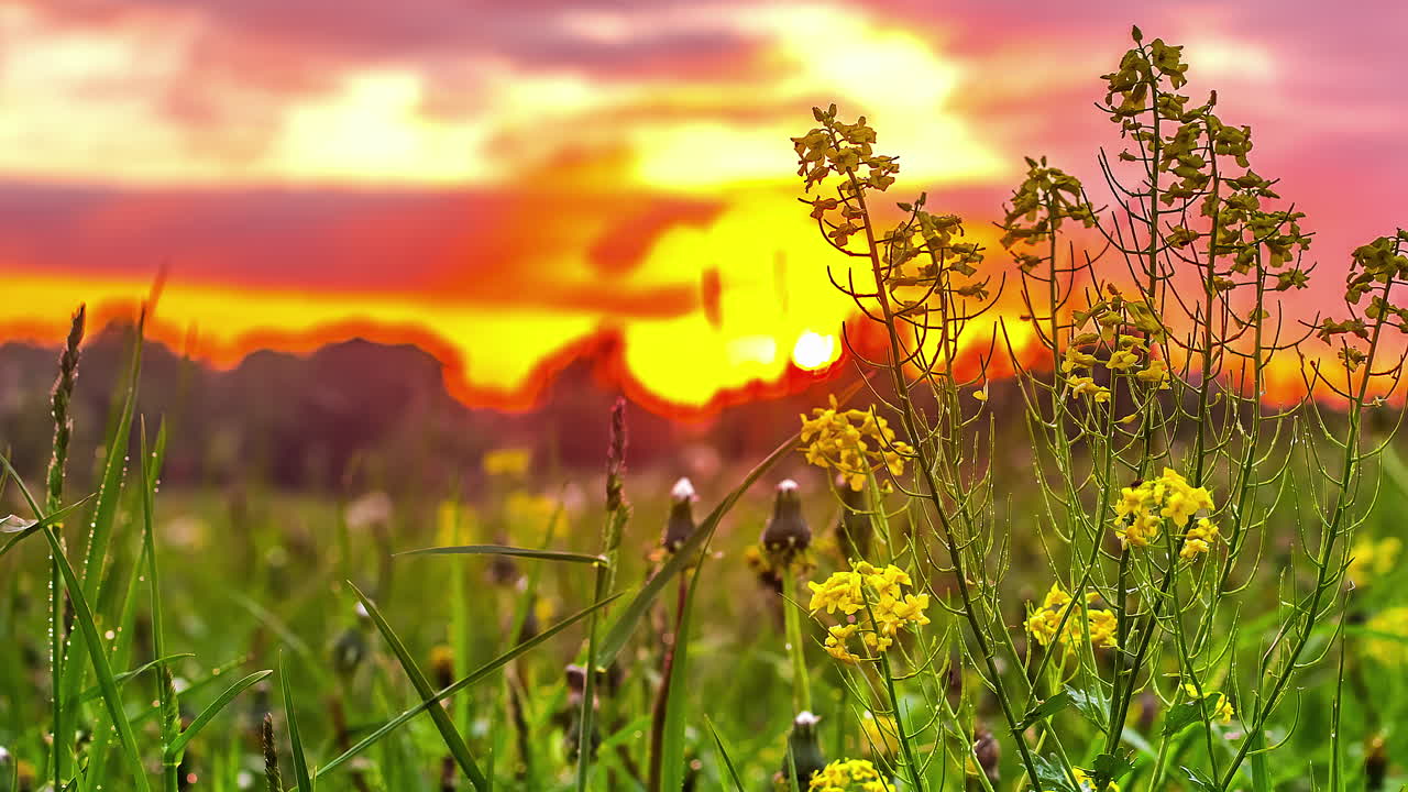 puesta de sol mágica en el prado donde las flores del campo se balancean bajo el viento disparado desde el nivel del suelo