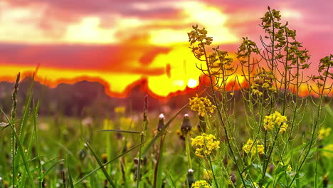 Magischer-Sonnenuntergang-Auf-Der-Wiese,-Wo-Sich-Feldblumen-Im-Wind-Wiegen,-Der-Vom-Boden-Aus-Geschossen-Wird