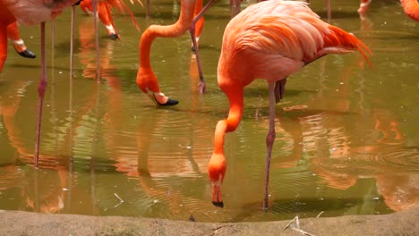 A-flock-of-swarming-red-and-pink-flamingos-in-singapore-zoo-,