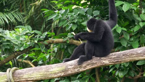 black gibbon feeding on a branch