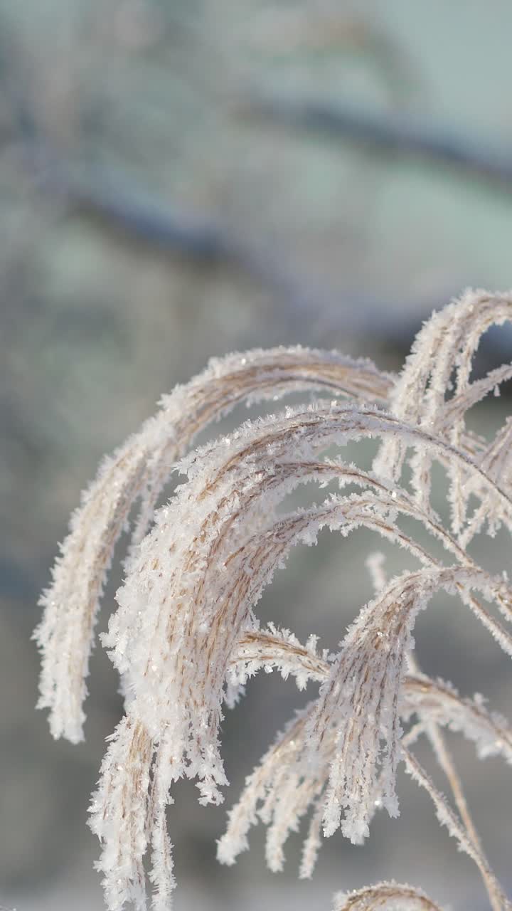 Feather reed grass covered in hoarfrost swaying gently in the wind on a winter day. Frozen winter plant sculpture. Vertical video.