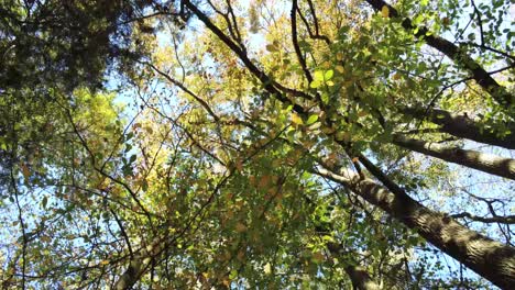 Fall-walk-along-a-wooded-trail-with-camera-pointed-to-the-sky