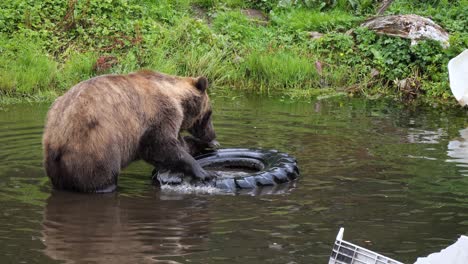 oso marrón hembra jugando con un viejo neumático de coche