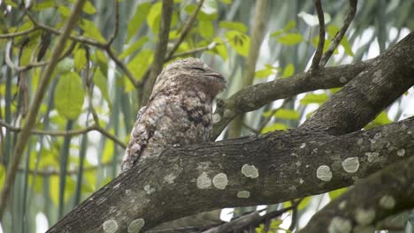 great potoo sleeping on tree branch in forest at daytime. low angle