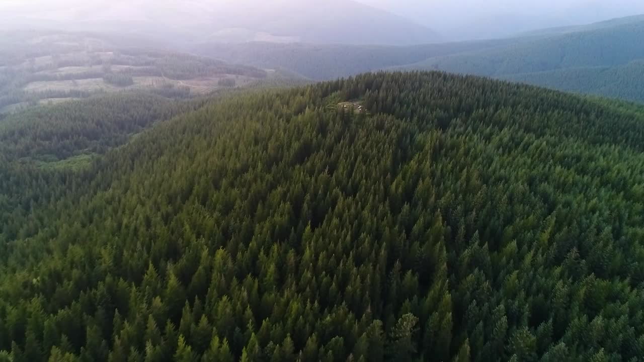 Volo aereo lento sopra una foresta sempreverde verso una strada sterrata.