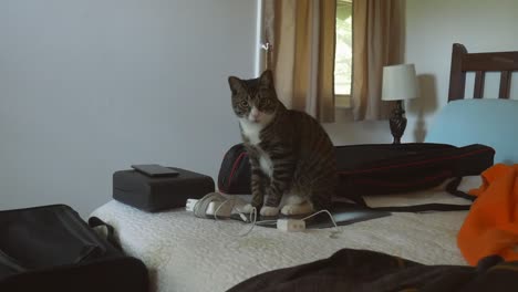 zoom in shot of rare pet manx cat sitting perched on a bed