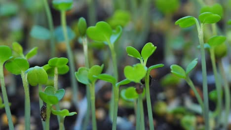 Fresh-micro-greens