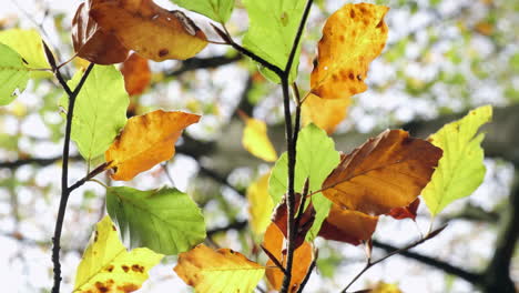 Brightly-coloured-leaves-in-autumn-shades-moving-in-the-wind-in-woodland-in-Worcestershire,-England,-UK