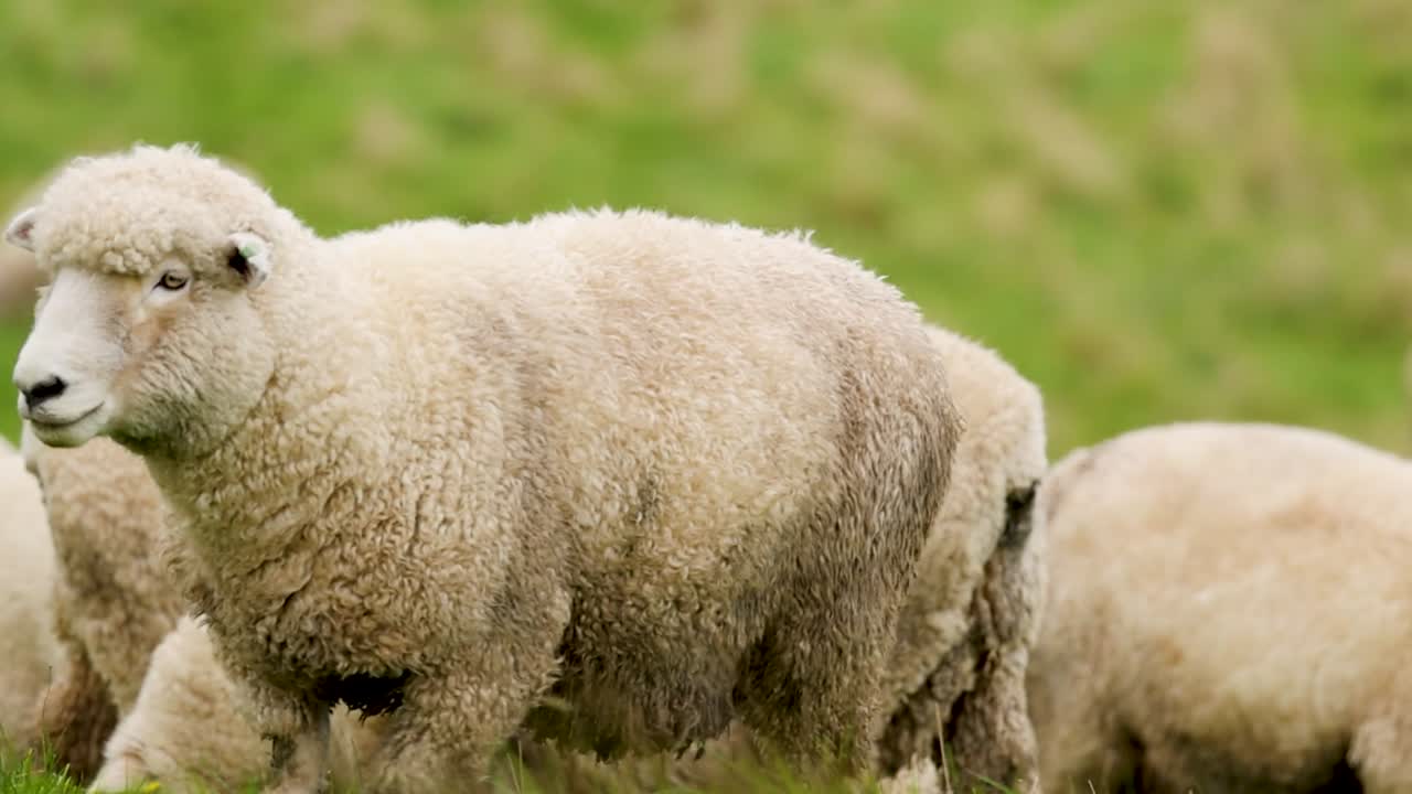 Ovejas lanudas pastan en una exuberante ladera verde contra un fondo suavemente difuminado y desenfocado.