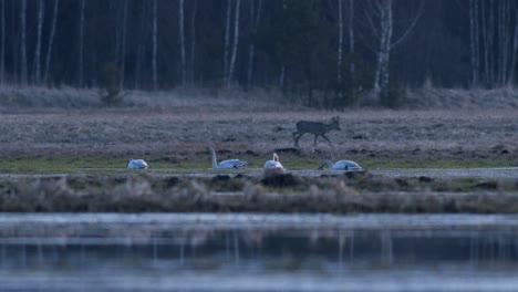 A-flock-of-whooper-swans-during-migration-on-wetlands-in-early-morning-dusk