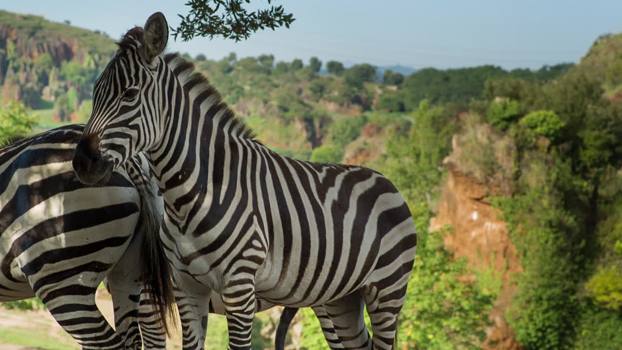 Zebra 06