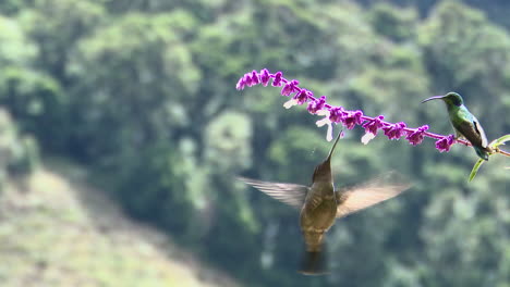 magnificent hummingbird  feeding on salvia officinalis flower