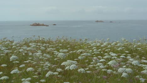 Felsküste-Der-Bretagne-Mit-Weißen-Blüten-Im-Wind