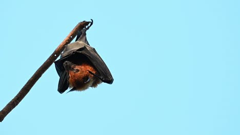 zorro volador de lyle, pteropus lylei, saraburi, tailandia