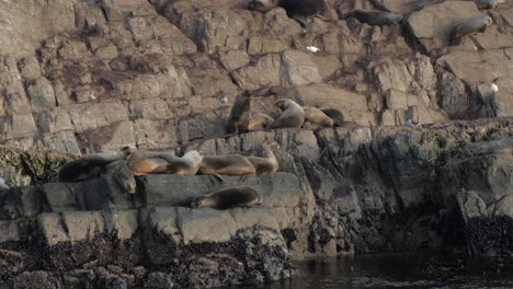 a group of south american fur seals fighting for territory on a rocky island