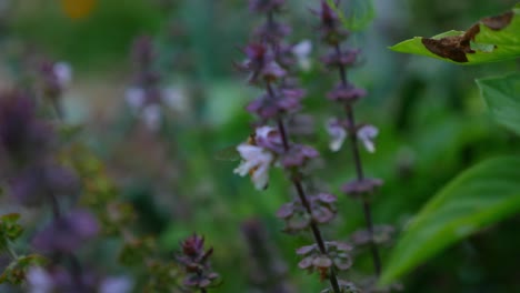 australian bees feeding on flowers of basil in the vegetable garden