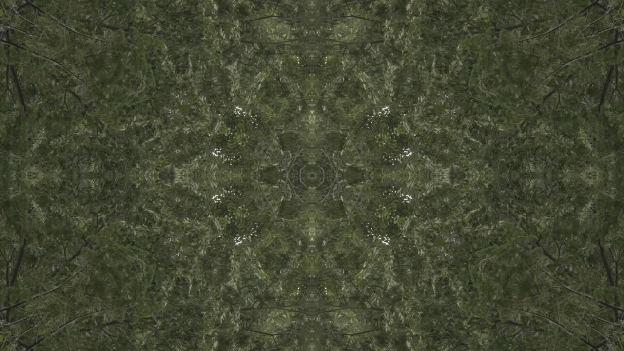 caleidoscopio de vegetación usando imágenes de bosque de wissahickon creek, philadelphia, #57