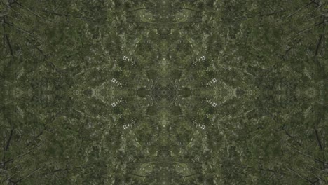 greenery kaleidoscope using forest imagery from wissahickon creek, philadelphia, #57