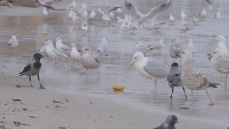 flock of different gull birds at redlowo beach in gdynia foraging on the shore - european herring gulls, black-headed gulls, juvenile yellow-legged gulls walking in search of food