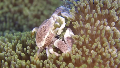 little crab crawling on sea anemone