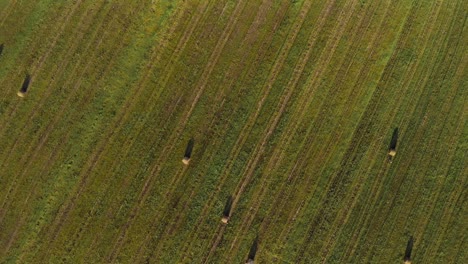 muchos rollos de hierba prensada se encuentran en un campo agrícola en un clima soleado de verano