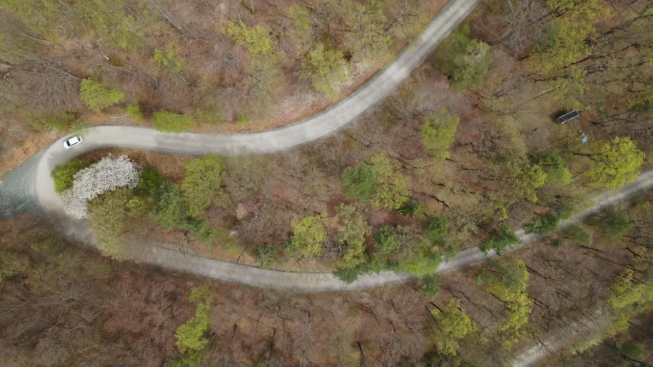 A white car navigates a winding forest road surrounded by early spring foliage and blooming trees. The aerial video captures the contrast between the lush green and bare tree branches.