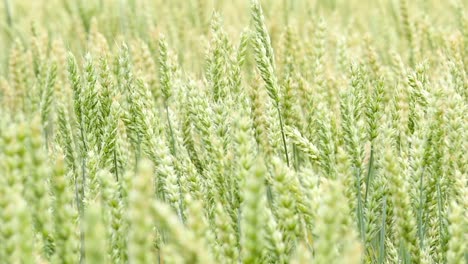 green wheat field background