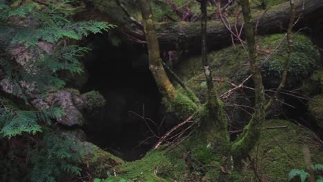 Aokigahara-Moosiger-Wald-In-Japan-Im-Regen