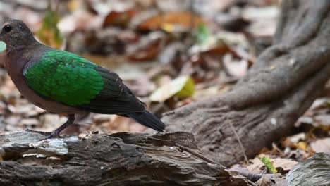 Asian-Emerald-Dove-Walks-On-A-Tree-Log-and-Walks-away-to-the-left,-In-The-Wilderness---close-up