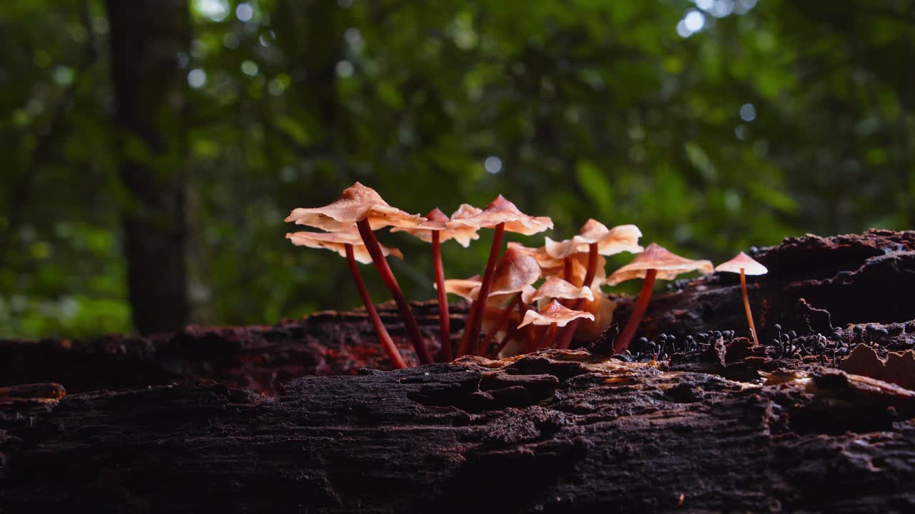 A group of delicate mushrooms stands tall on a rotting log, hidden within Peru’s Amazon jungle.