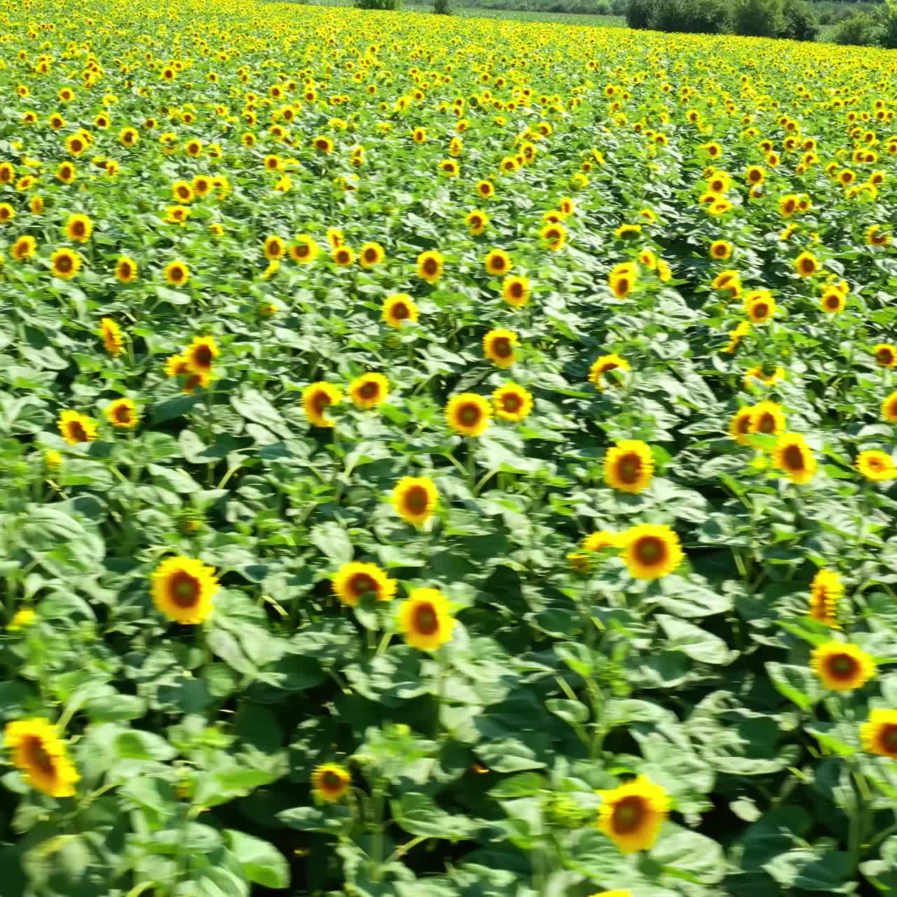 Aerial view of sunflower field