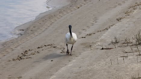 ibis walks and forages on a sandy riverbank