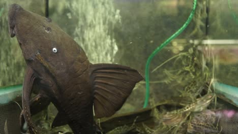 primer plano de la cara de un enorme bagre boca de succión negro pleco común colombiano de ojos azules chupando el cristal lateral de un acuario rodeado de pequeños bagres