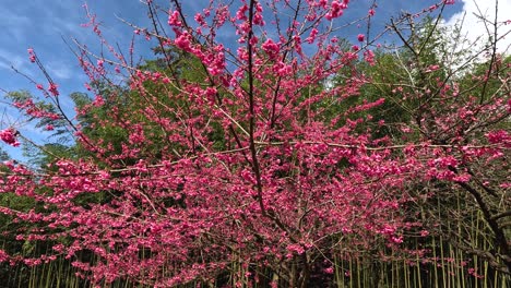 pink flowers on tree fluttering in the wind