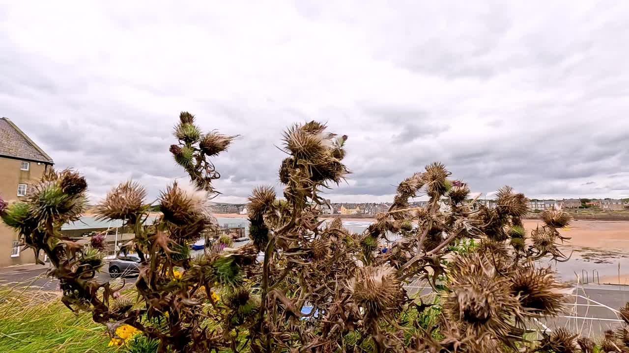Thistle swaying in the wind near Elie beach