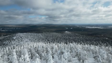 snowy forest landscape from above