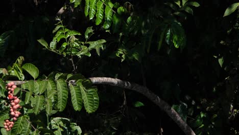 Zweig,-Der-Dem-Morgendlichen-Warmen-Sonnenlicht-Ausgesetzt-Ist,-Mit-Blättern-Und-Früchten,-Die-Von-Einigen-Vögeln-Im-Khao-Yai-Nationalpark,-Thailand,-Als-Sitzstange-Verwendet-Werden