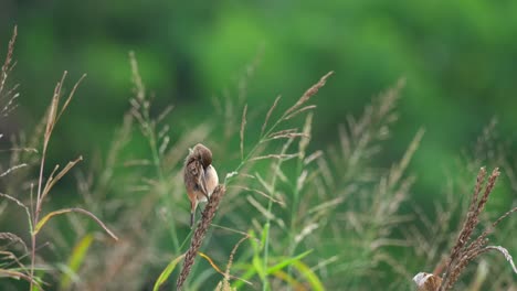 preening its front feathers while perched on the grass then flies away, amur stonechat or stejneger's stonechat saxicola stejnegeri, thailand