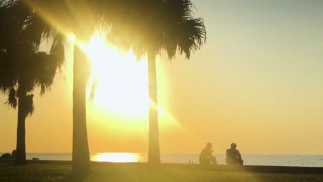 time lapse of palm tree and people near the beach