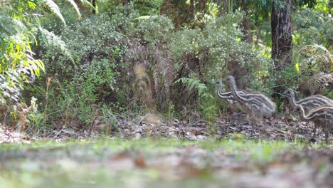 emú con pollitos saliendo del denso bosque