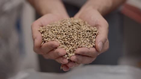 hands pouring grain