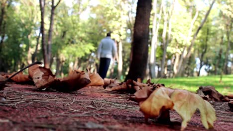 Hombre-Caminando-Bosque-Otoño-Parque