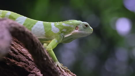 a beautiful green and white fuji banded iguana resting on the side of a tree branch - close up shot