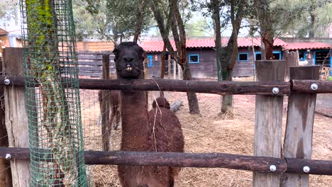 Close-up-view-of-a-mud-spitting-creature,-casting-a-suspicious-gaze-at-visitors-with-an-air-of-curiosity-and-intrigue