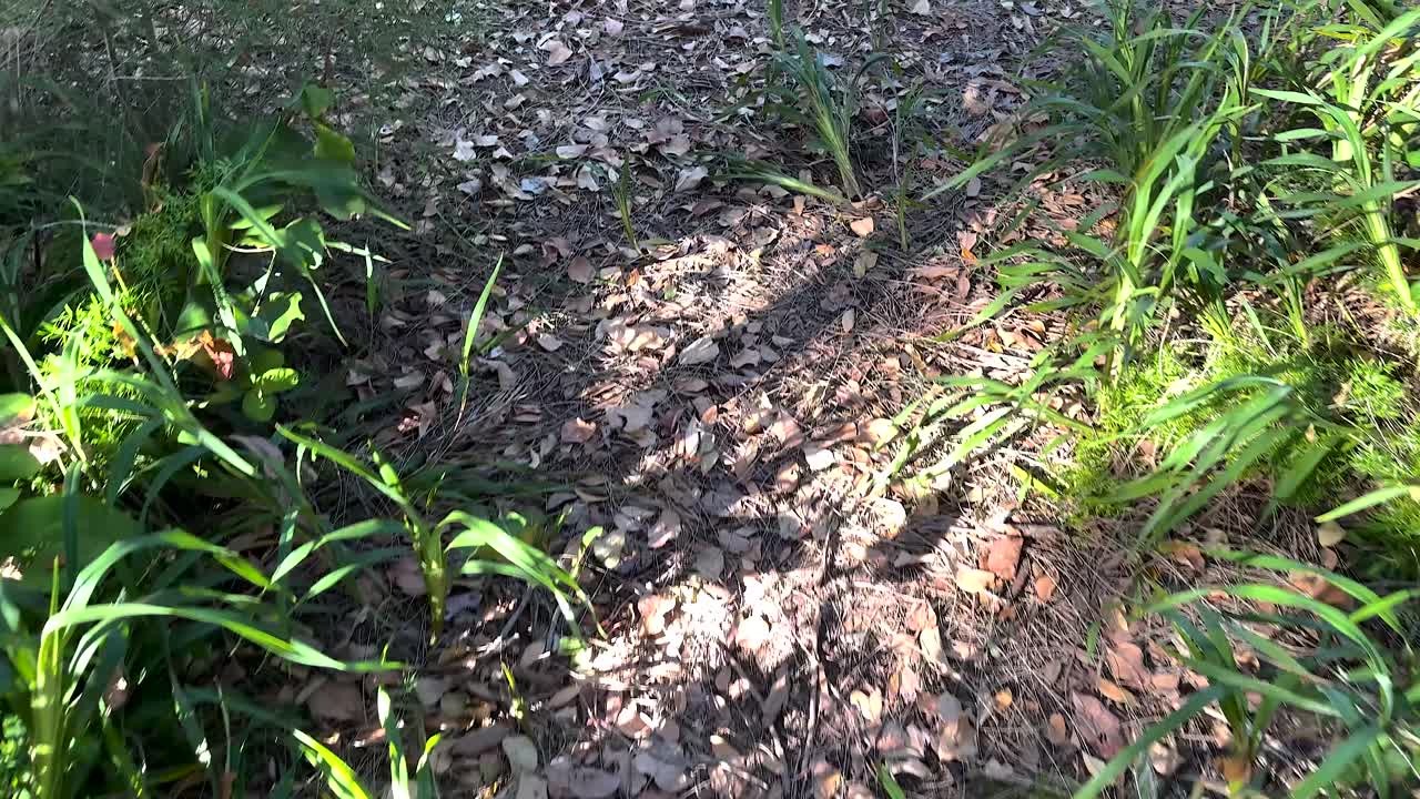 낙엽으로 뒤덮인 숲길