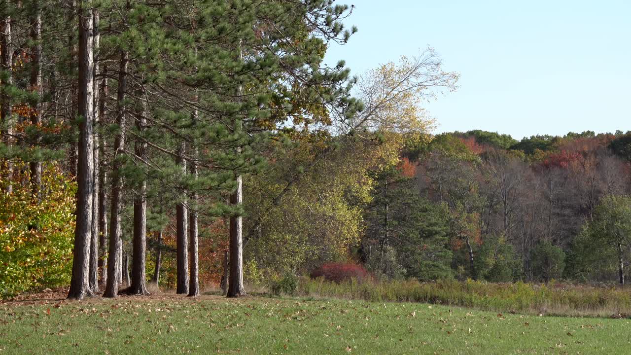 красота осенних листьев в лесу в ветреный день