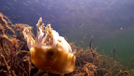 underwater view of a jellyfish swimming