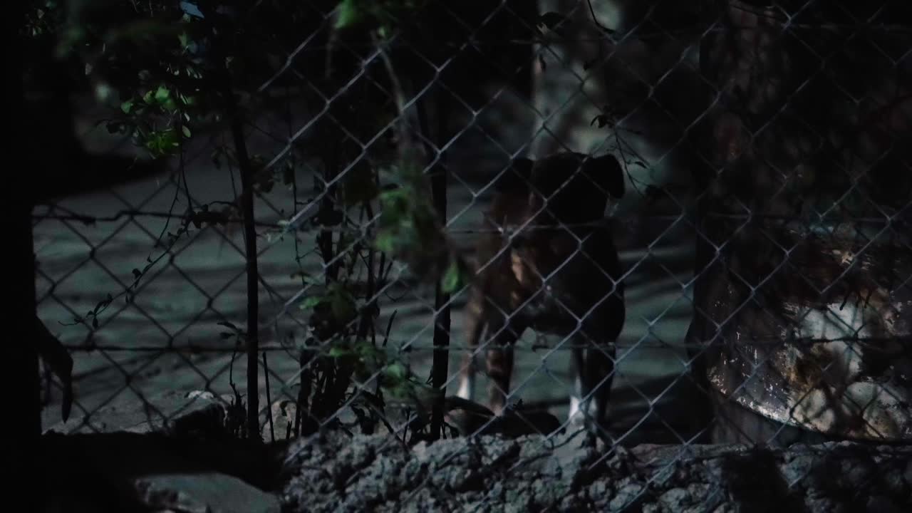 perro furioso ladrando por la noche