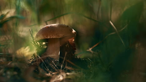 brown mushroom boletus growing outdoors in green autumn grass in woodland.